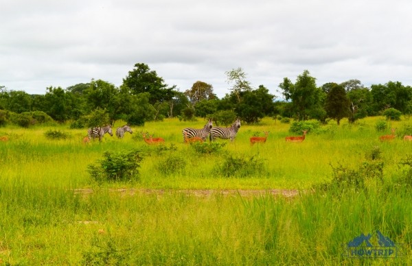 Отдых на Занзибаре (Танзания) — 2020: мой отзыв и цены