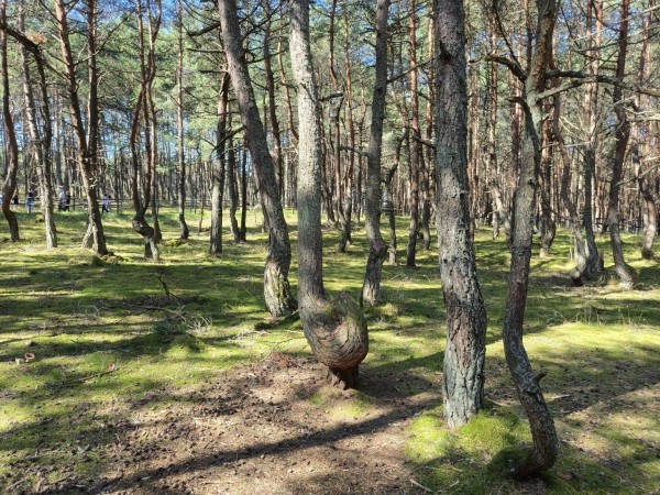 Аренда авто в Калининграде: что посмотреть в Калининградской области за 3 дня Аренда авто в Калининграде: что посмотреть в Калининградской области за 3 дня
