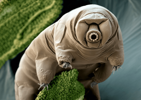 Самые живучие существа на нашей планете Самые живучие существа на нашей планете