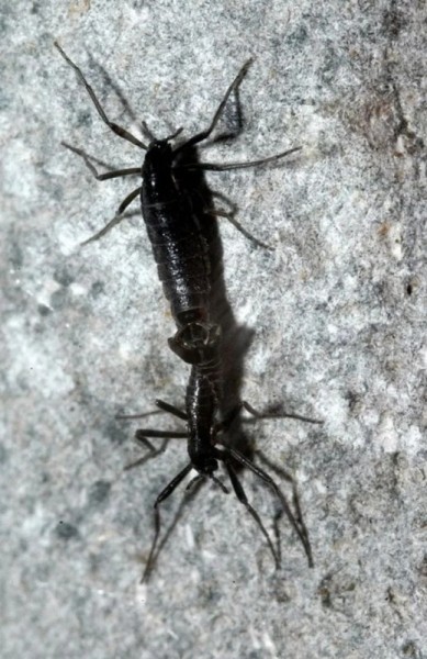 Факты об Антарктиде Факты об Антарктиде