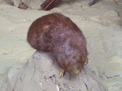 Интересные факты о пустыне Намиб Интересные факты о пустыне Намиб