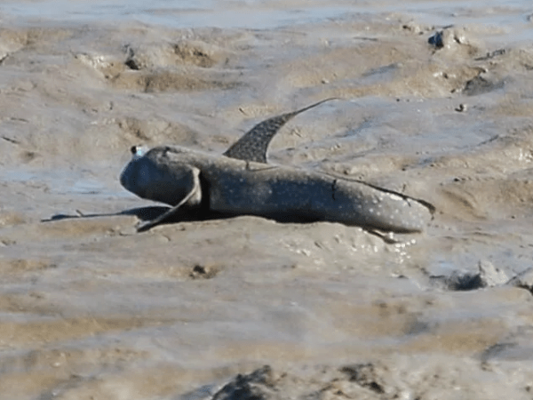 Самые живучие существа на нашей планете Самые живучие существа на нашей планете