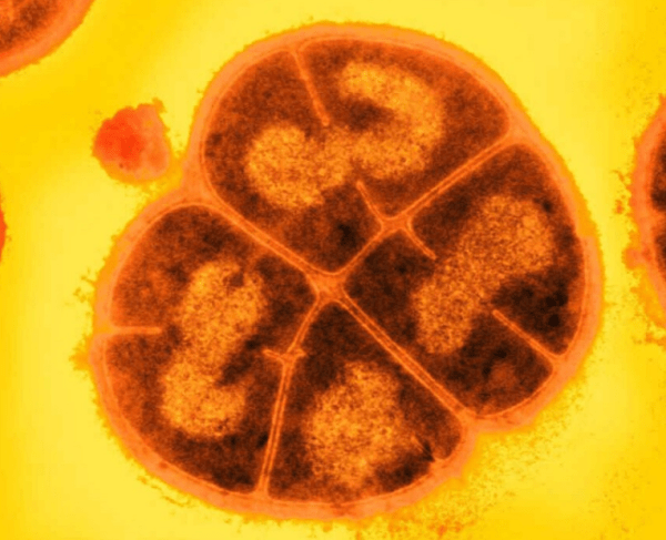 Самые живучие существа на нашей планете Самые живучие существа на нашей планете