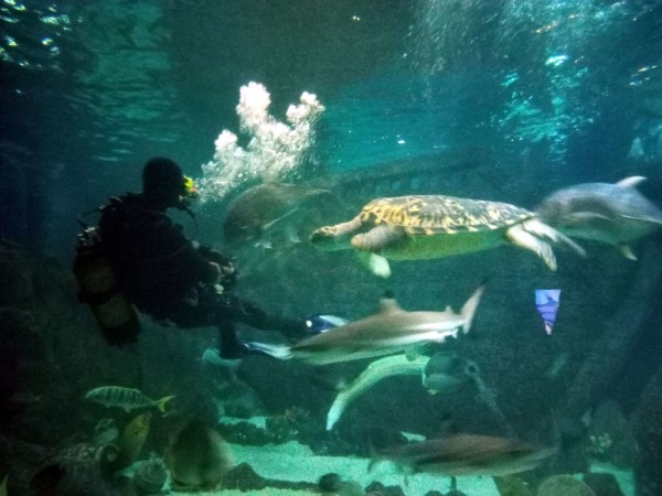 Океанариум в Сочи: 10 советов перед посещением Океанариум в Сочи: 10 советов перед посещением