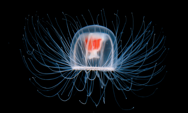 Самые живучие существа на нашей планете Самые живучие существа на нашей планете