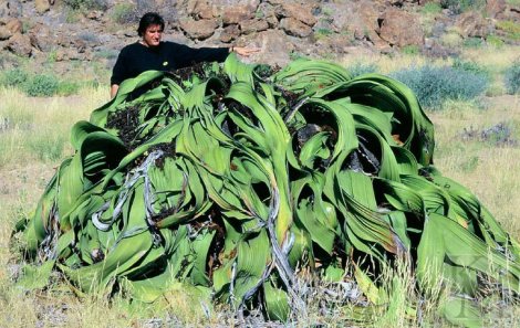 Интересные факты о пустыне Намиб Интересные факты о пустыне Намиб