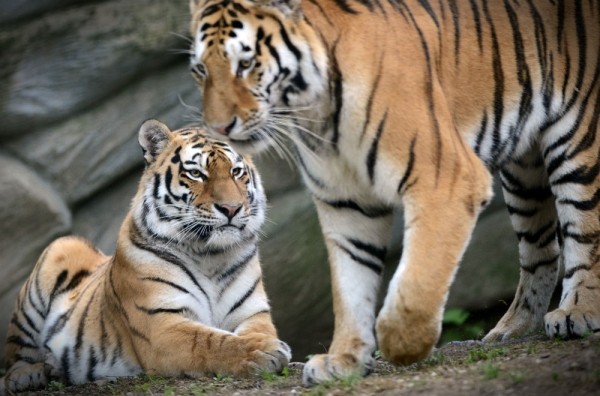 5 самых нелепых законов штата Нью-Йорк