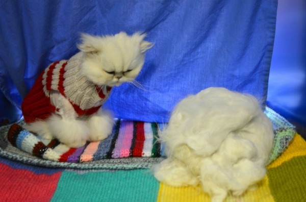 5 самых нелепых законов штата Нью-Йорк