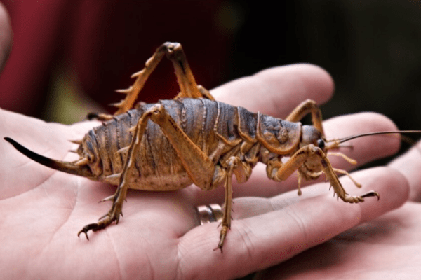 Самые живучие существа на нашей планете Самые живучие существа на нашей планете