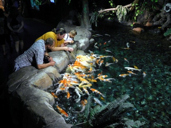 Океанариум в Сочи: 10 советов перед посещением Океанариум в Сочи: 10 советов перед посещением