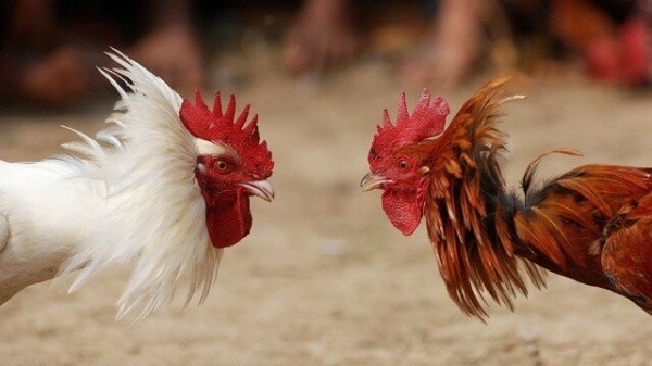 Почему петухи кукарекают и как определяют время, когда нужно петь