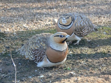 Интересные факты о пустыне Намиб Интересные факты о пустыне Намиб