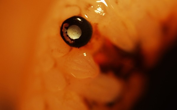 Двести глаз морского гребешка