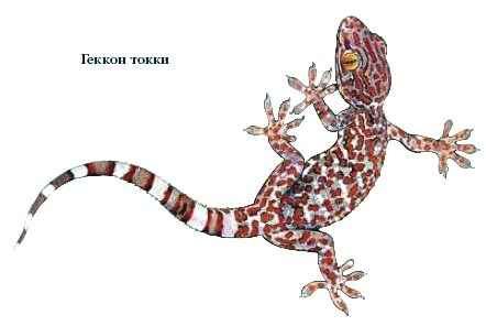 Интересные факты о пустыне Намиб Интересные факты о пустыне Намиб