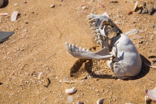 Берег Скелетов - самое негостеприимное место на Земле (8 фото)