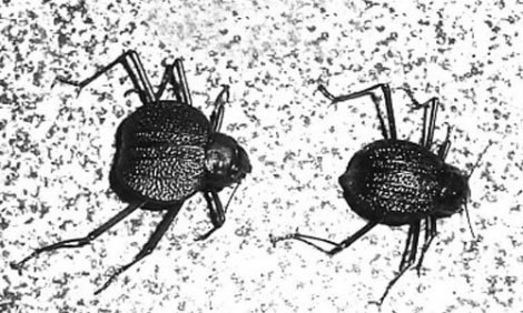 Интересные факты о пустыне Намиб Интересные факты о пустыне Намиб