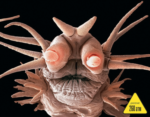 Самые живучие существа на нашей планете Самые живучие существа на нашей планете