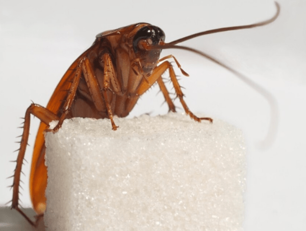 Самые живучие существа на нашей планете Самые живучие существа на нашей планете