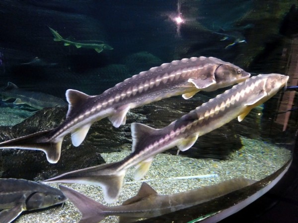 Океанариум в Сочи: 10 советов перед посещением Океанариум в Сочи: 10 советов перед посещением