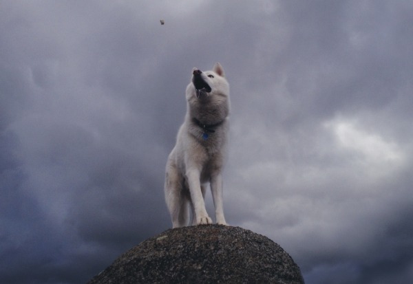 Путешествия Джона и его хаски Вольфа Путешествия Джона и его хаски Вольфа