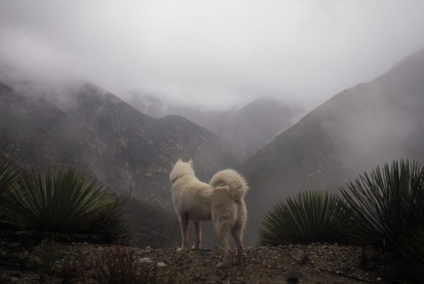 Путешествия Джона и его хаски Вольфа Путешествия Джона и его хаски Вольфа