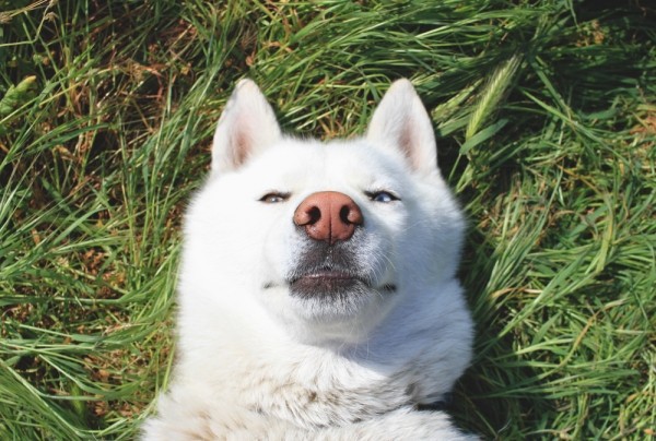 Путешествия Джона и его хаски Вольфа Путешествия Джона и его хаски Вольфа