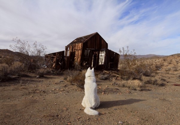 Путешествия Джона и его хаски Вольфа Путешествия Джона и его хаски Вольфа