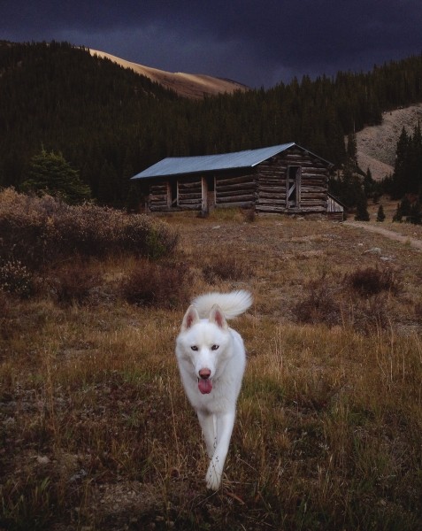 Путешествия Джона и его хаски Вольфа Путешествия Джона и его хаски Вольфа