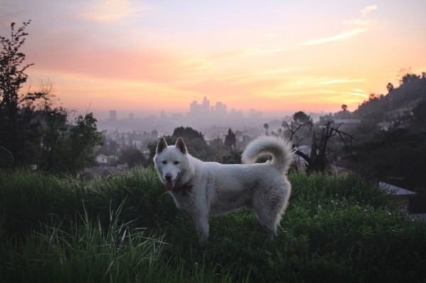 Путешествия Джона и его хаски Вольфа Путешествия Джона и его хаски Вольфа