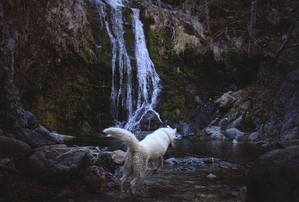 Путешествия Джона и его хаски Вольфа Путешествия Джона и его хаски Вольфа