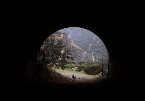 Путешествия Джона и его хаски Вольфа Путешествия Джона и его хаски Вольфа