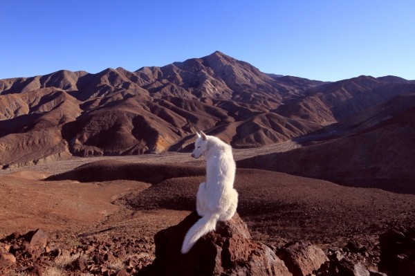 Путешествия Джона и его хаски Вольфа Путешествия Джона и его хаски Вольфа