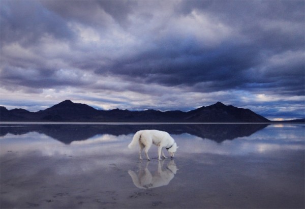 Путешествия Джона и его хаски Вольфа Путешествия Джона и его хаски Вольфа