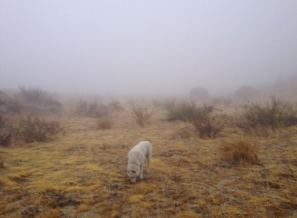Путешествия Джона и его хаски Вольфа Путешествия Джона и его хаски Вольфа
