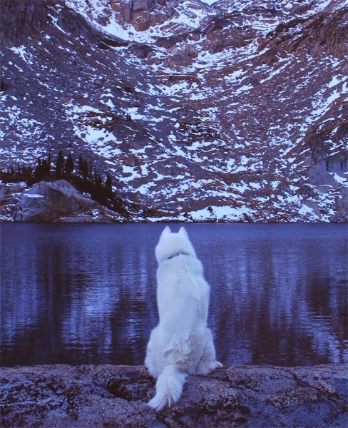 Путешествия Джона и его хаски Вольфа Путешествия Джона и его хаски Вольфа