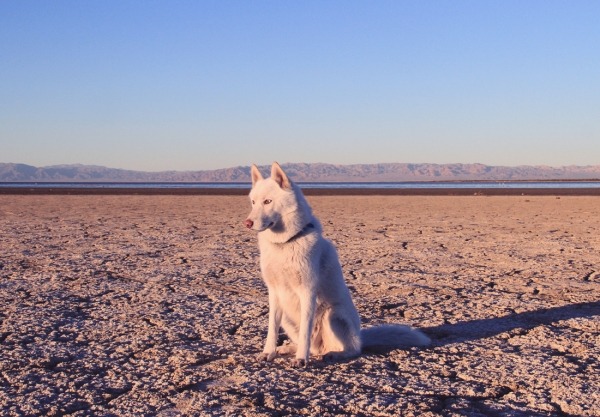 Путешествия Джона и его хаски Вольфа Путешествия Джона и его хаски Вольфа