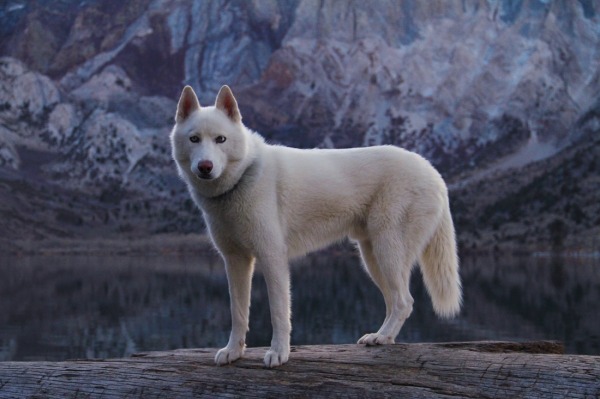 Путешествия Джона и его хаски Вольфа Путешествия Джона и его хаски Вольфа