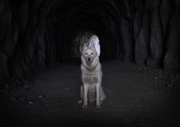 Путешествия Джона и его хаски Вольфа Путешествия Джона и его хаски Вольфа