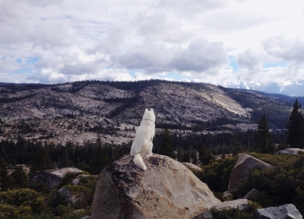 Путешествия Джона и его хаски Вольфа Путешествия Джона и его хаски Вольфа