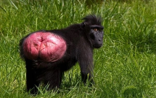 Разбойники из джунглей: кто такие хохлатые макаки? Разбойники из джунглей: кто такие хохлатые макаки?