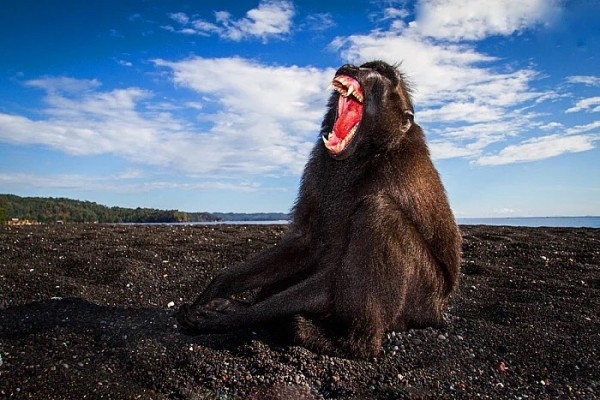 Разбойники из джунглей: кто такие хохлатые макаки? Разбойники из джунглей: кто такие хохлатые макаки?
