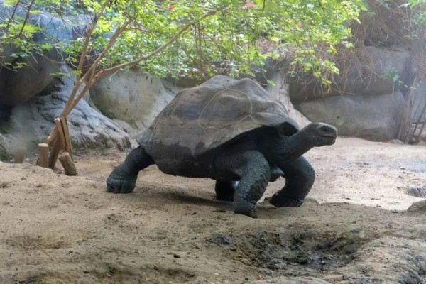 Могут ли черепахи жить без панциря Могут ли черепахи жить без панциря