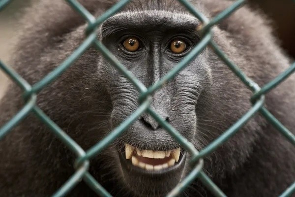 Разбойники из джунглей: кто такие хохлатые макаки? Разбойники из джунглей: кто такие хохлатые макаки?