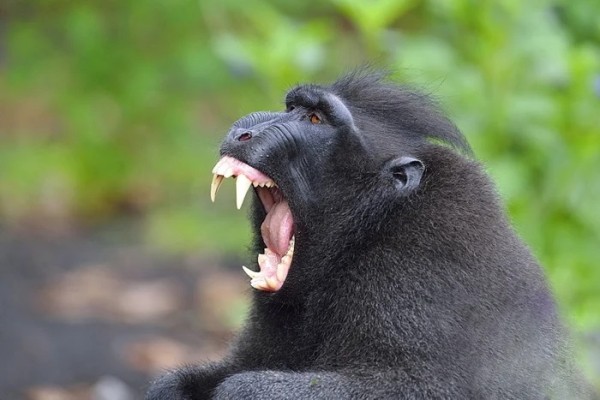 Разбойники из джунглей: кто такие хохлатые макаки? Разбойники из джунглей: кто такие хохлатые макаки?