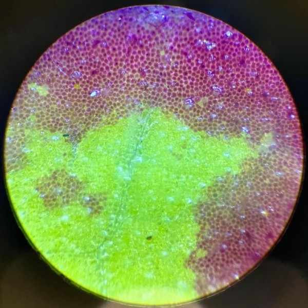 15 привычных предметов и объектов, снятых микроскопом 15 привычных предметов и объектов, снятых микроскопом