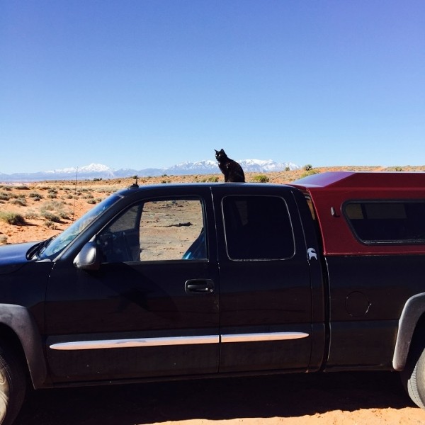 Альпинисточка моя: первый в мире котик-скалолаз Альпинисточка моя: первый в мире котик-скалолаз