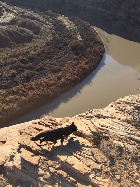 Альпинисточка моя: первый в мире котик-скалолаз Альпинисточка моя: первый в мире котик-скалолаз