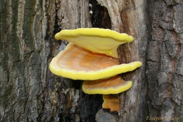 Существует гриб со вкусом курицы (3 фото) Существует гриб со вкусом курицы (3 фото)