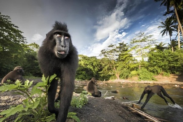 Разбойники из джунглей: кто такие хохлатые макаки? Разбойники из джунглей: кто такие хохлатые макаки?