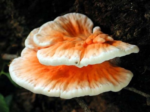 Существует гриб со вкусом курицы (3 фото) Существует гриб со вкусом курицы (3 фото)